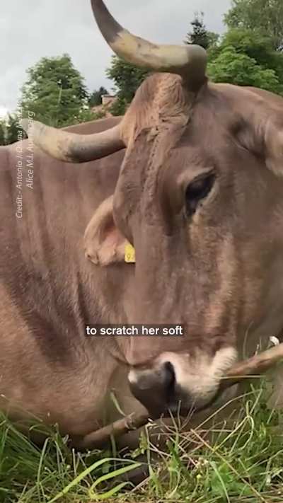 A Cow Taught Herself to Use a Tool