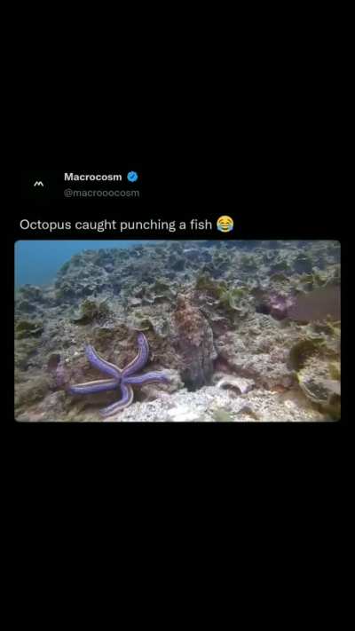 🔥Octopus Punches Fish