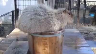 Spa Day!