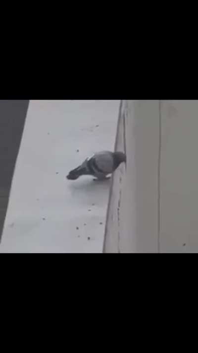 Can I get an 🥚 in the comments