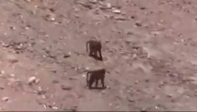 monkeys flips