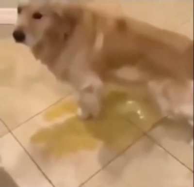can we get piss dog as a youtooz