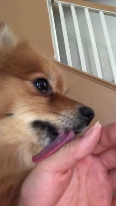 Dog has flashback midlick.