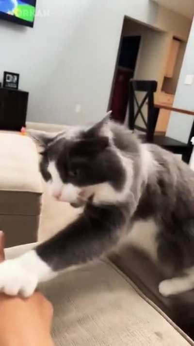 Half Life cat