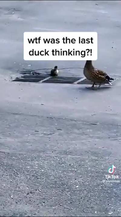 Little family of ducks