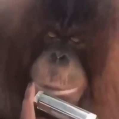 monke mode