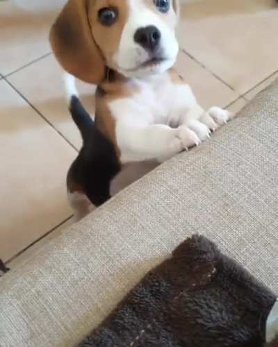 I wanna play momma from gigi_girl_thebeagle on instagram