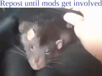 rat