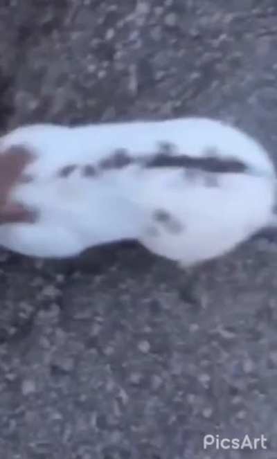 poor little rabbit
