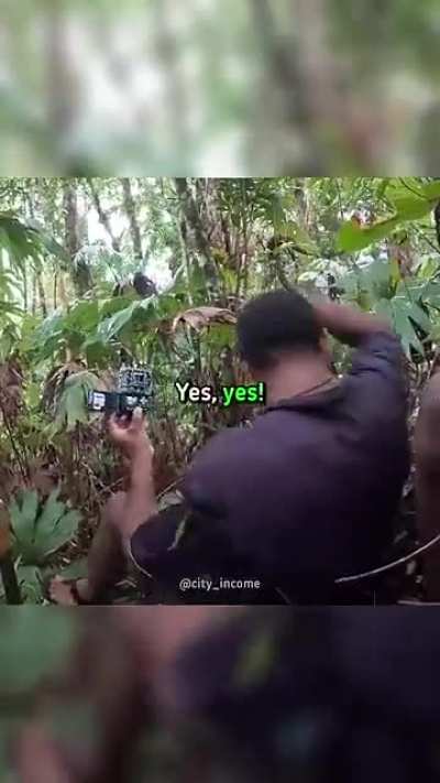 Man discovers bird (Auwo) which was last seen 140 years ago (wholesome freakout)