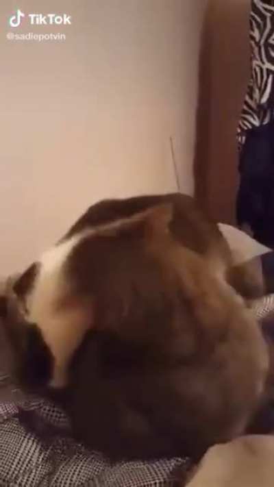 Cats are weird