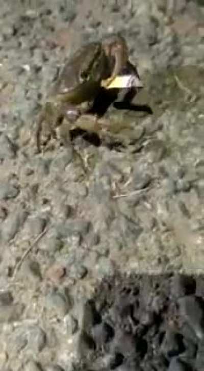Crab having a cigarette