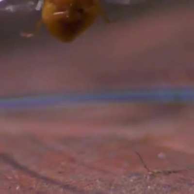 Ladybug takeoff in slow motion, 85 wing flaps per second