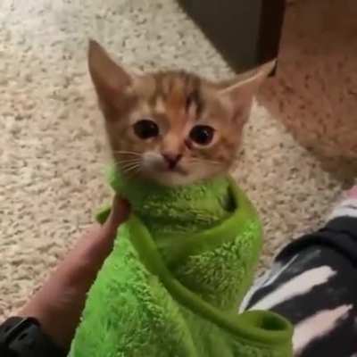 Meow