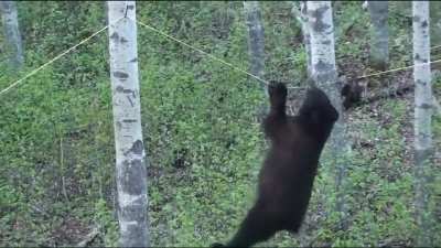 Black bear attempts to move across a rope!