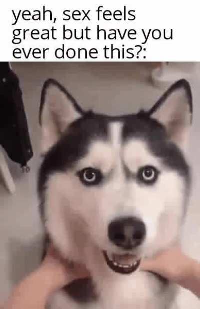 Moon moon the wolf goes flooof