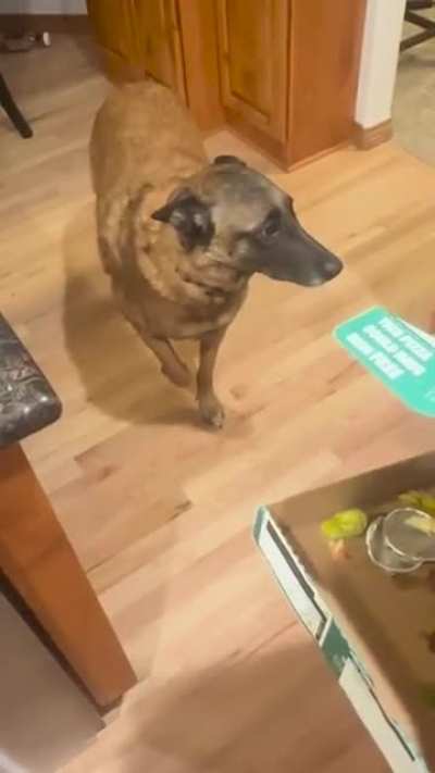 The Guilty Look Of A Dog Who Ate The Pizza