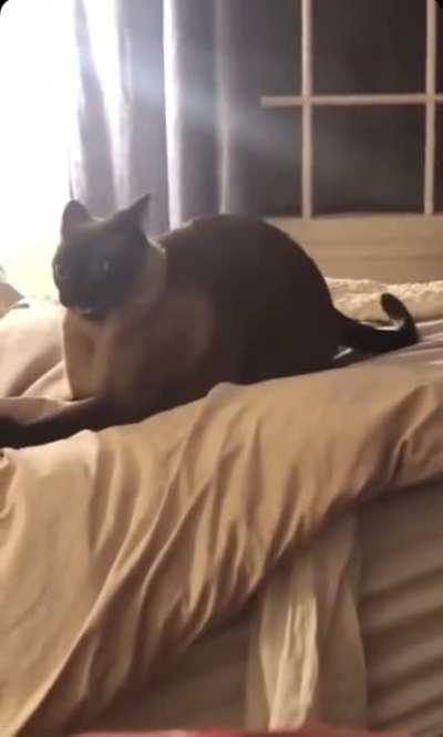 This is what catnip does to a cat.