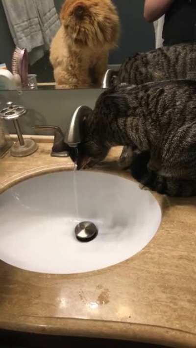 My cat does not understand the sink (pt 2)