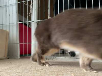 Oh god. The dreaded... BUNNYWALK
