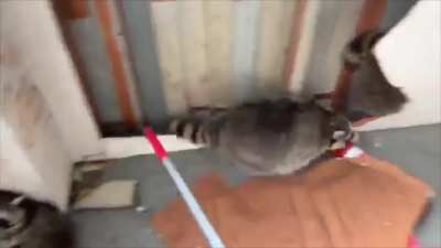 Pile of Chunky Raccoons Receives Eviction Notice