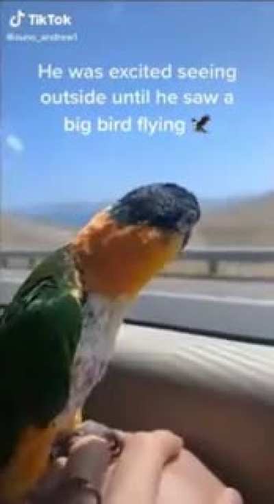 that big bird flying really got him though
