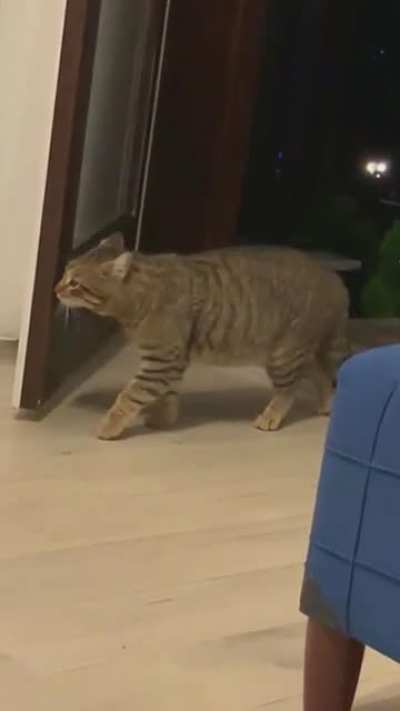 Sneak attack