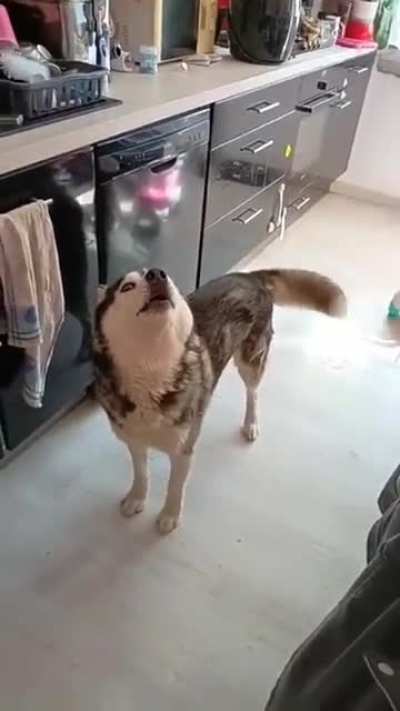 Perfectly cut husky tantrum