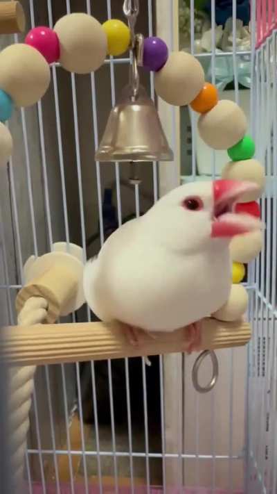 Angry wunk 