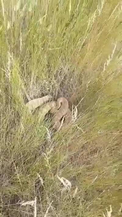 “I think that’s a rattlesnake right there...”