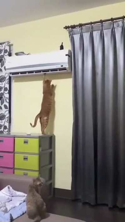 Would you like to hire this technician?