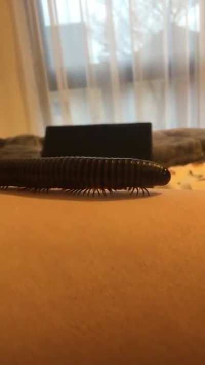 My pet Giant African Millipede (Archispirostreptus gigas)