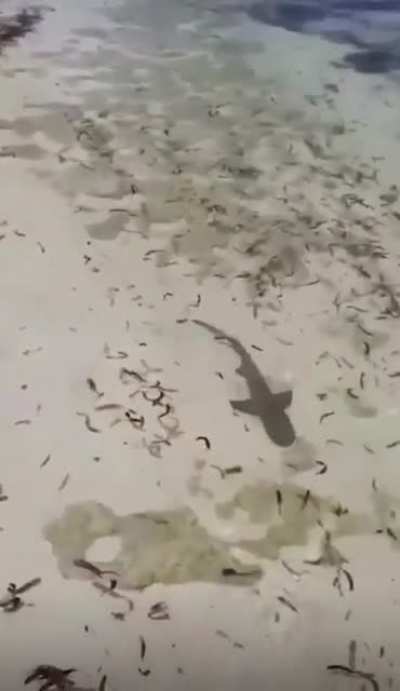 A nurse shark having a nice, calm, pleasant swim. Wtf was that?!