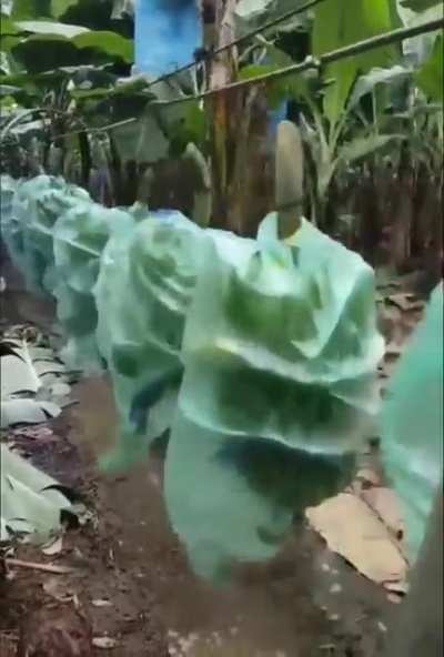 In a banana plantation