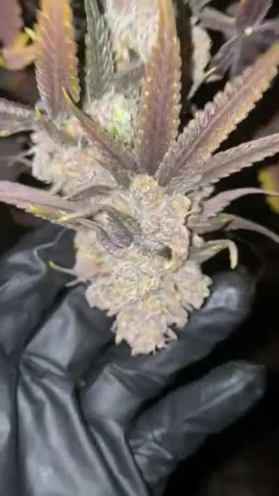 First grow harvested and hung to dry. Turned out much better then I imagined. Dried/trimmed nug pics coming soon 😈