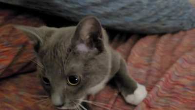 A woman was attacked by a panther. This was the footage found on scene.