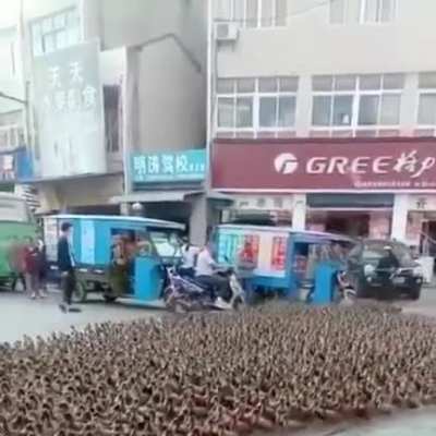 What the duck?