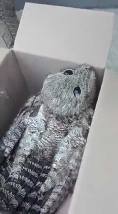 Renan não me dá ban, até eu achei assustador