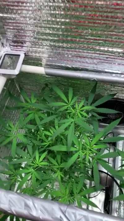 IKEA Hydroponics: Blue dream