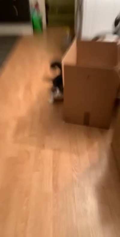 run boy run