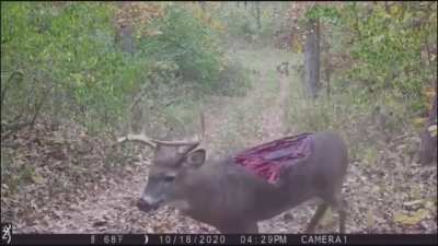 I dont know who's suffering more the deer or my eyes