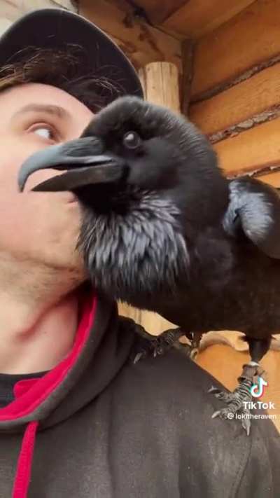 Quote the raven “wuaaaahhhh”