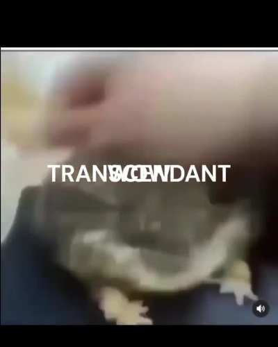 🐸🤲💨⚡️