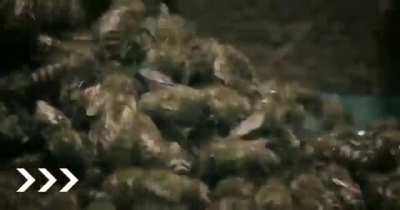 A group of bees take revenge on a hornet for eating one of them