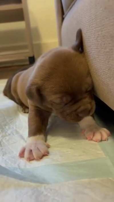It's hard work being a puppy..