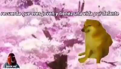 BOM DIA CRACK