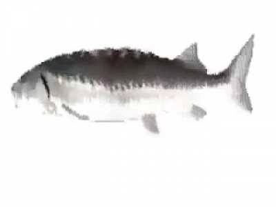fîsh