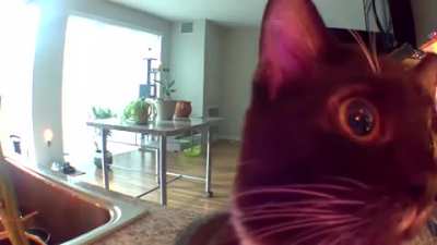 Kitty thinks owner is trapped in the speaker 🔈