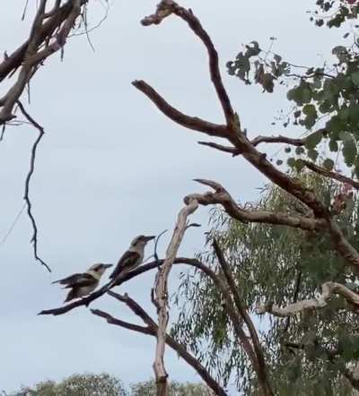 Kookaburras break tree branch