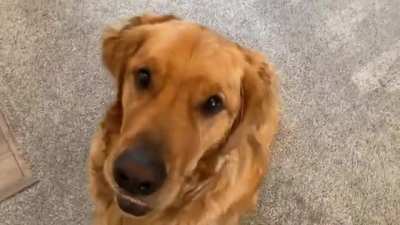 Dog Reaction Video